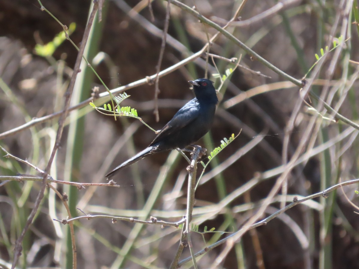 Phainopepla - ML632372365