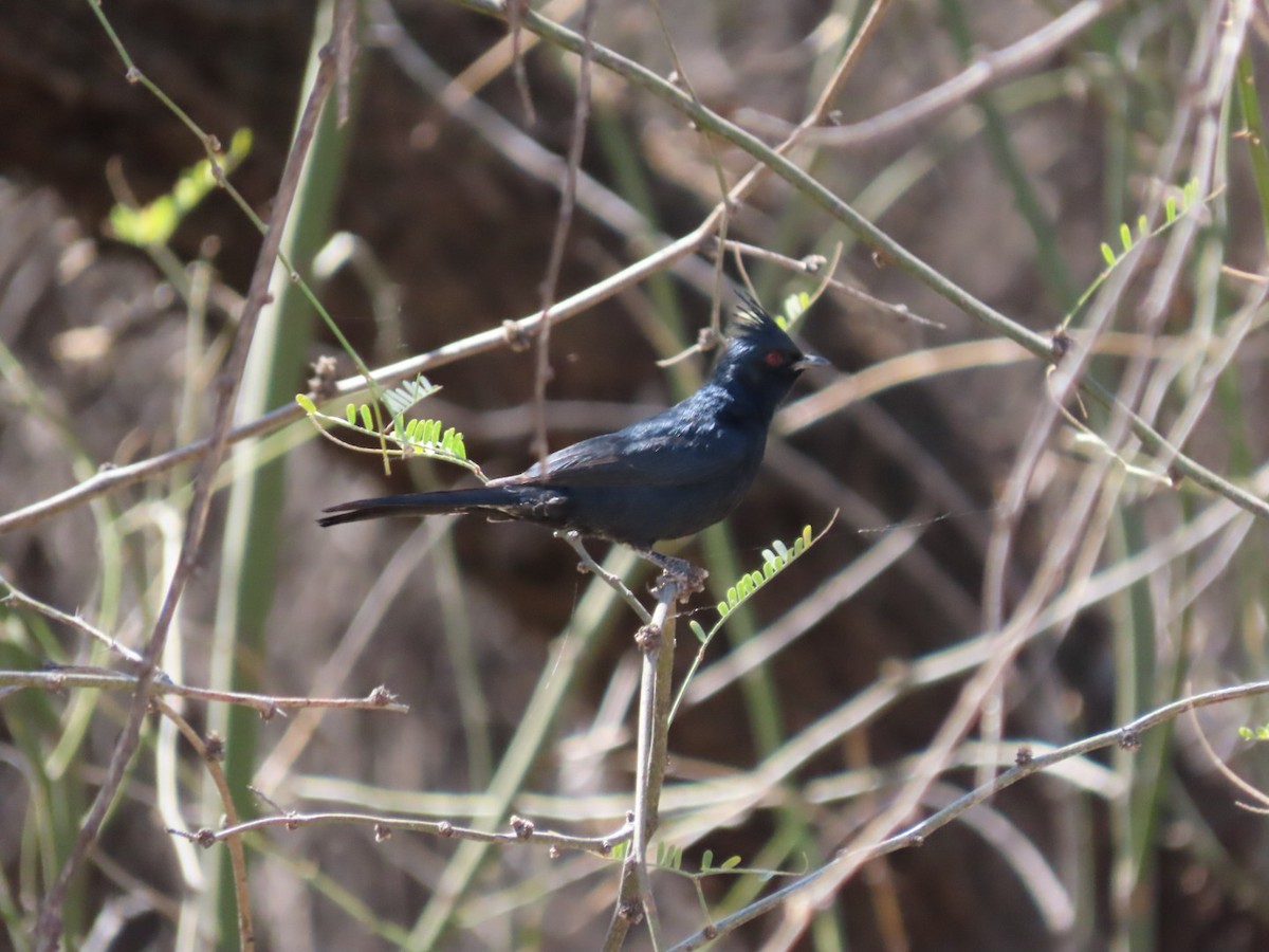 Phainopepla - ML632372366