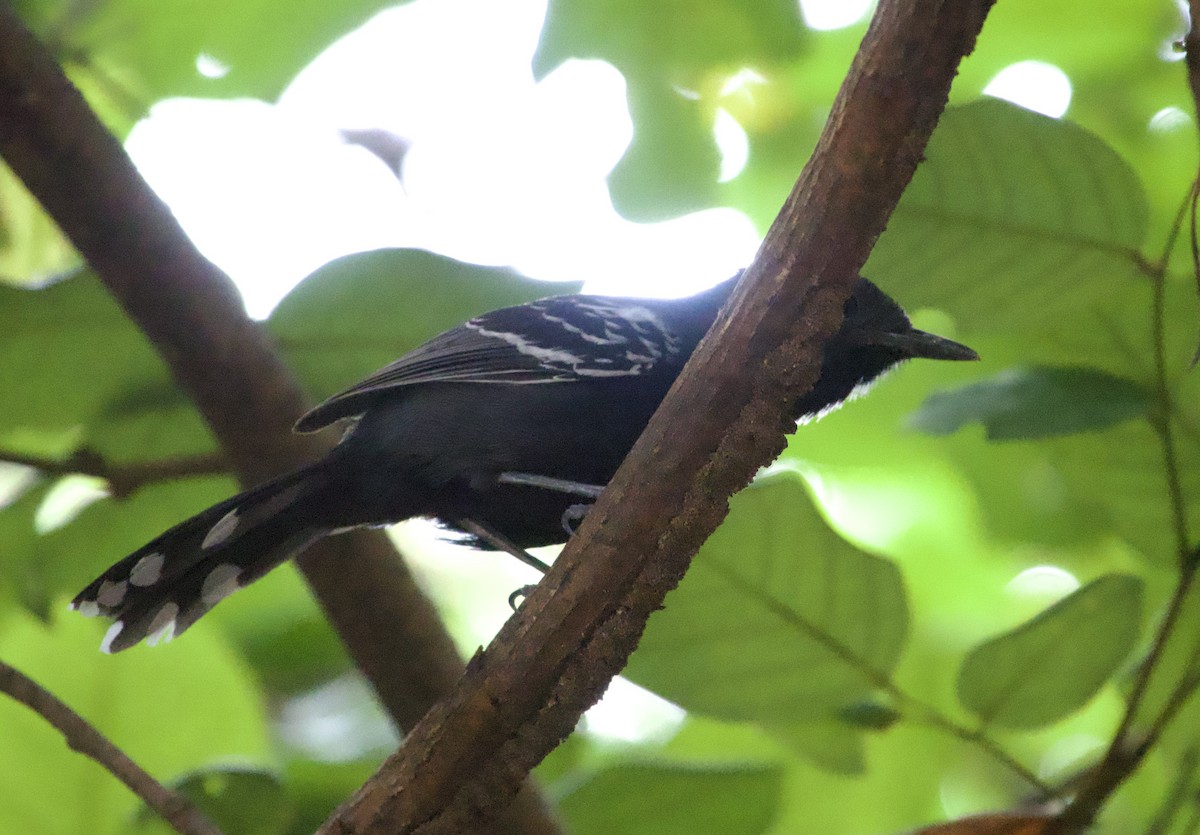 Rio Branco Antbird - ML632372456