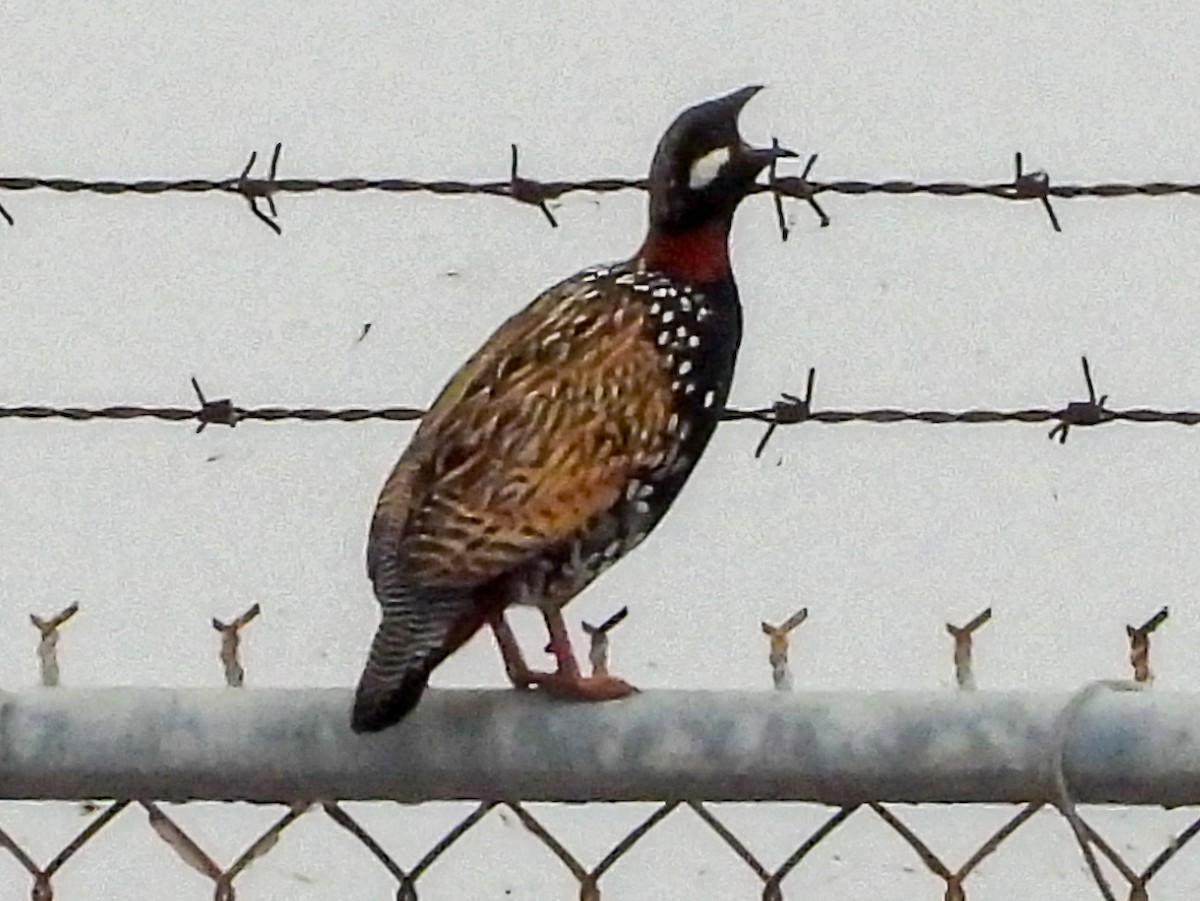 Black Francolin (Eastern) - ML632372457