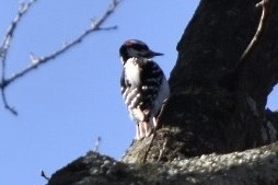 Hairy Woodpecker - ML632372566