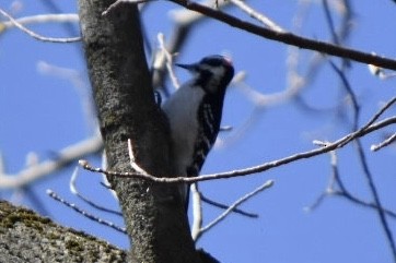 Hairy Woodpecker - ML632372567