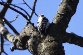 Hairy Woodpecker - ML632372568