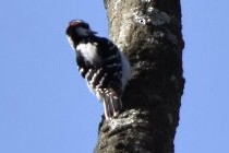 Hairy Woodpecker - ML632372569