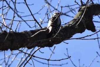 Hairy Woodpecker - ML632372570