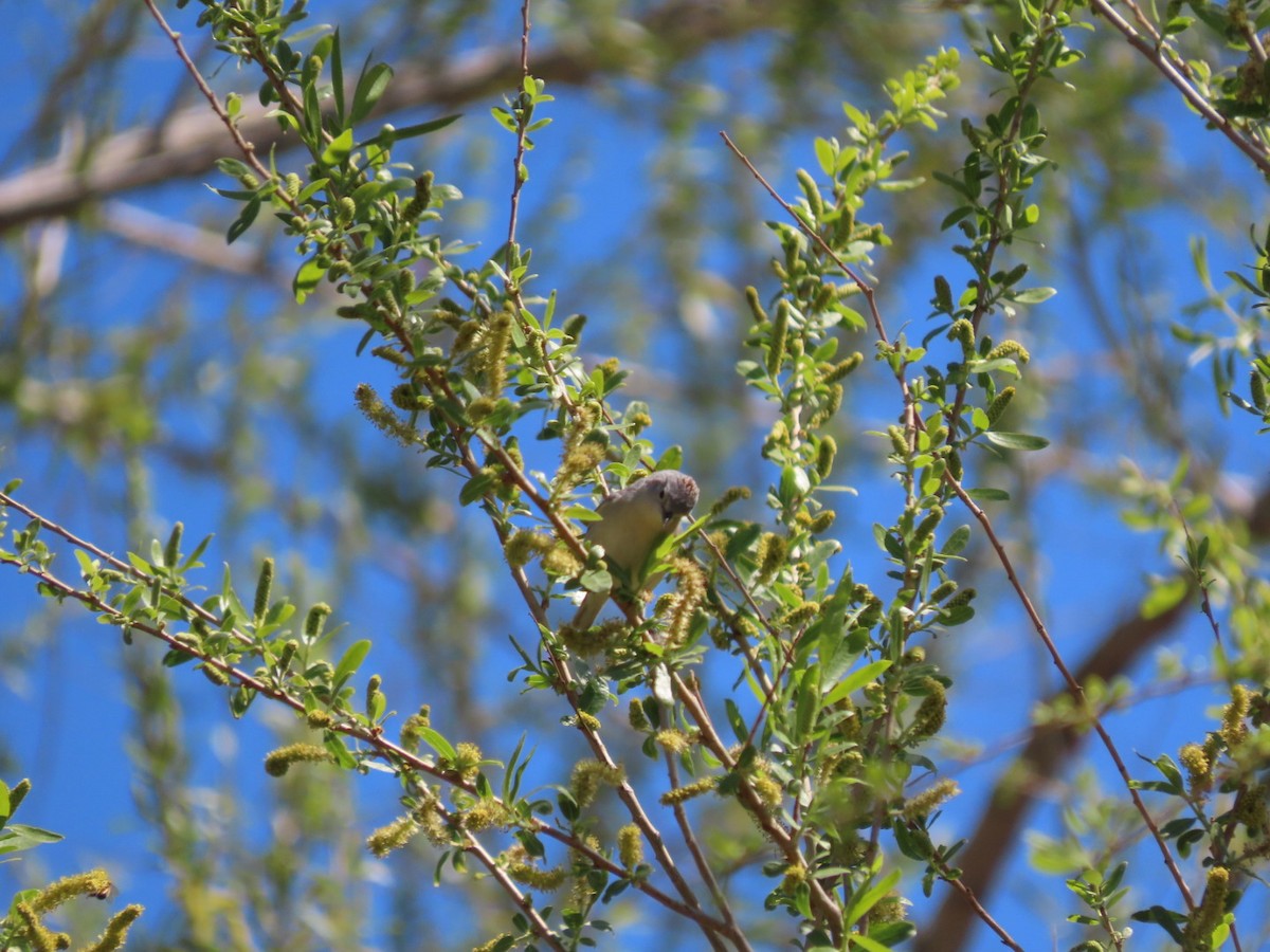 Lucy's Warbler - ML632372739