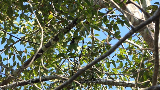 Heart-spotted Woodpecker - ML632372747
