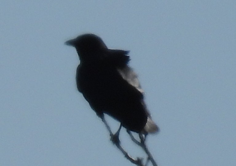 アメリカガラス - ML632372766