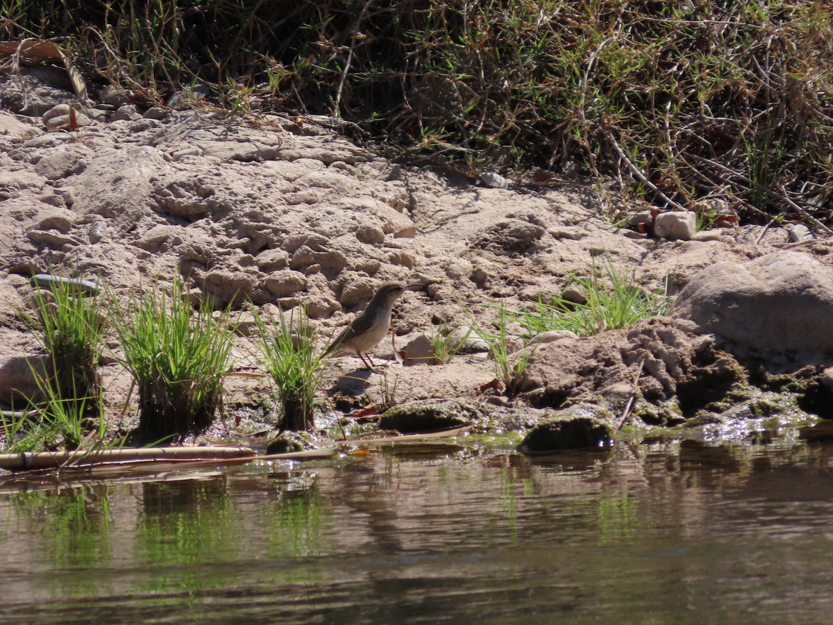 Rock Wren - ML632372805