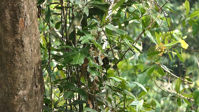 Brown-cheeked Fulvetta - ML632372806