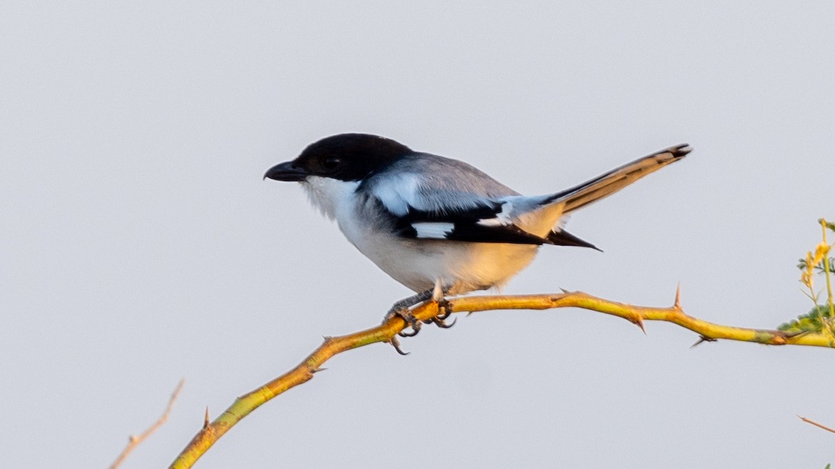 Somali Fiscal - ML632372809