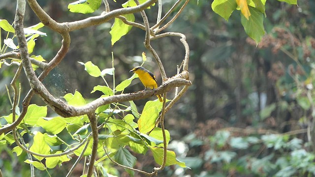 Orange Minivet - ML632372828