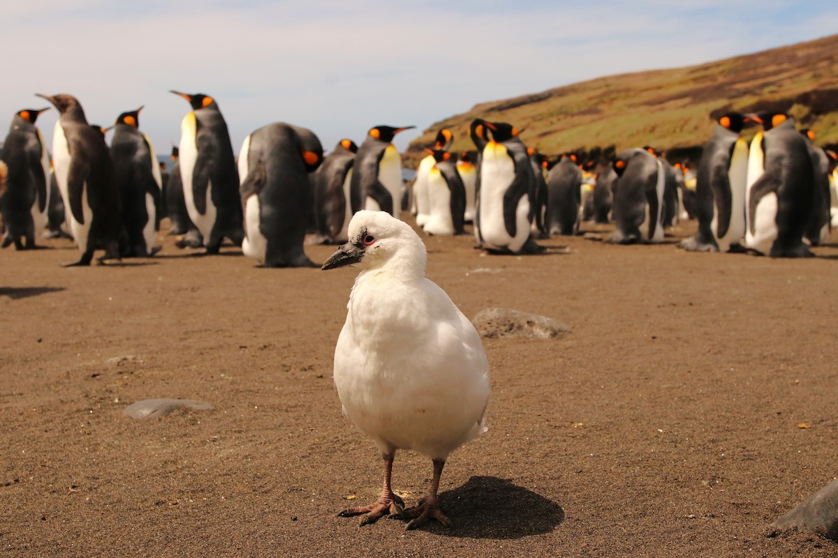 Black-faced Sheathbill - ML632372837