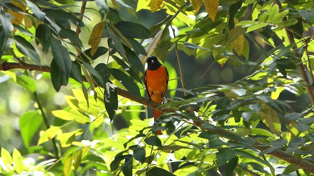 Orange Minivet - ML632372838