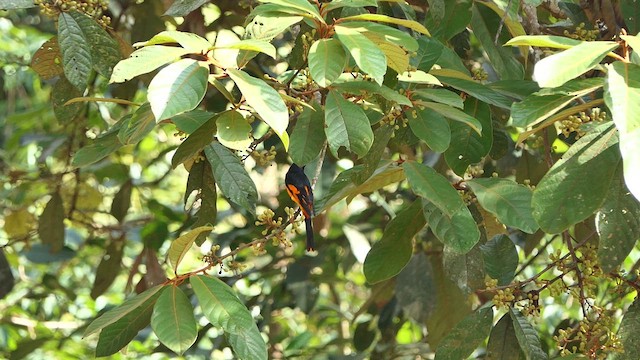 Orange Minivet - ML632372843