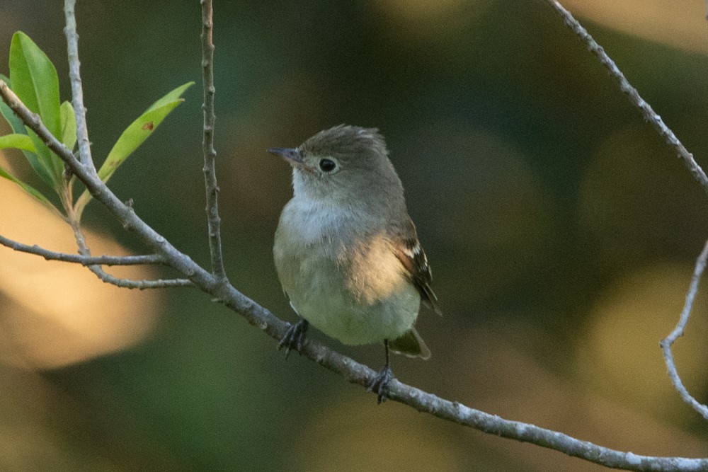 White-crested Elaenia - ML632372867