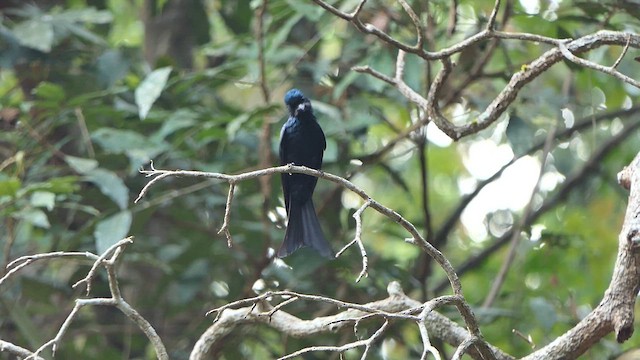 Bronzed Drongo - ML632372882