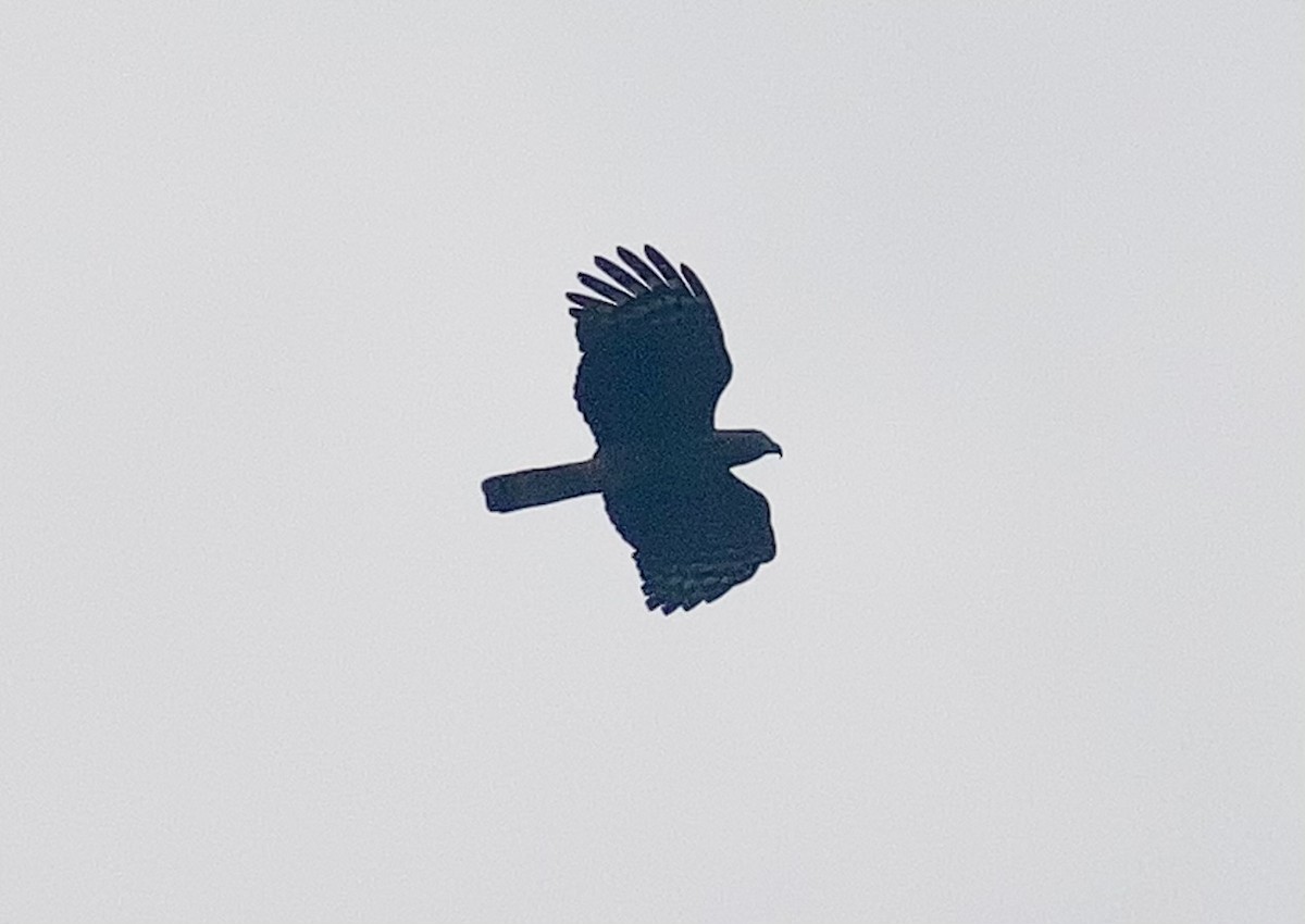 Hook-billed Kite - ML632373009