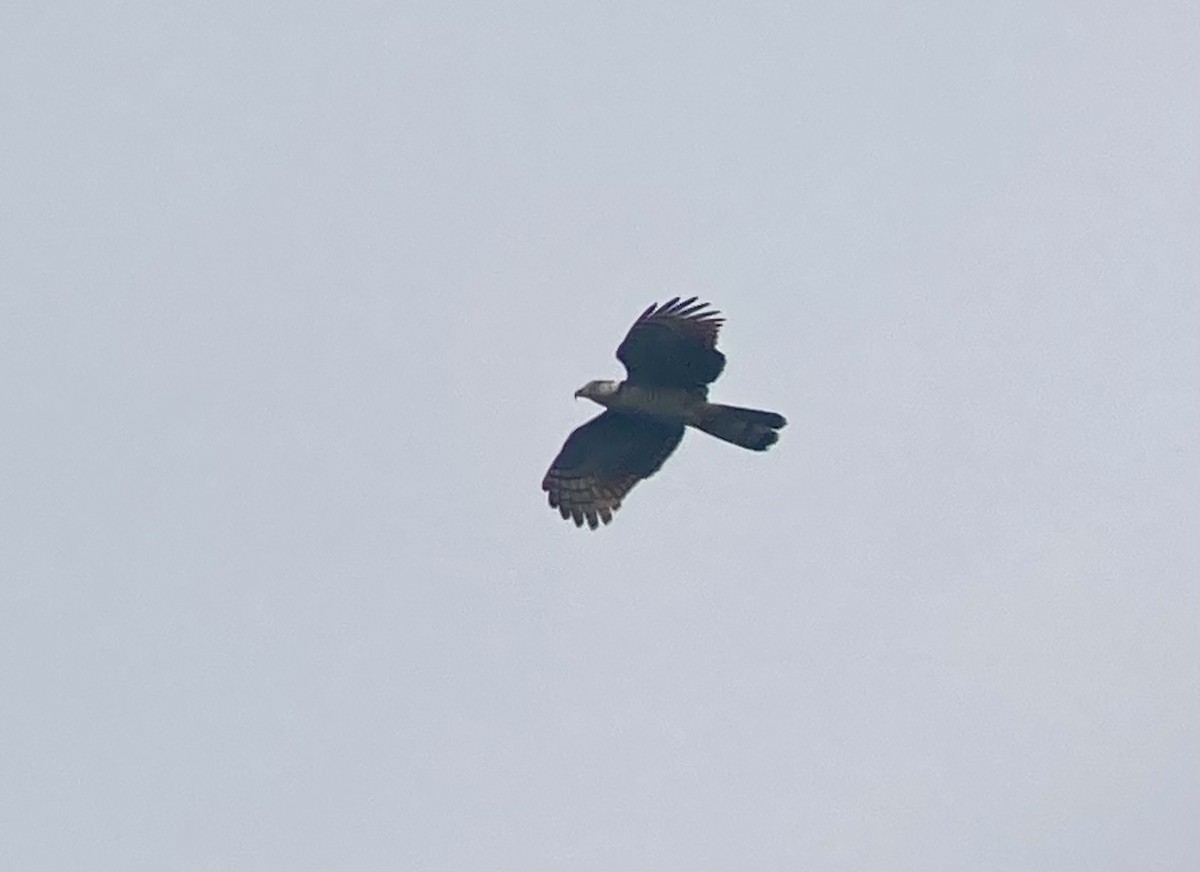 Hook-billed Kite - ML632373011