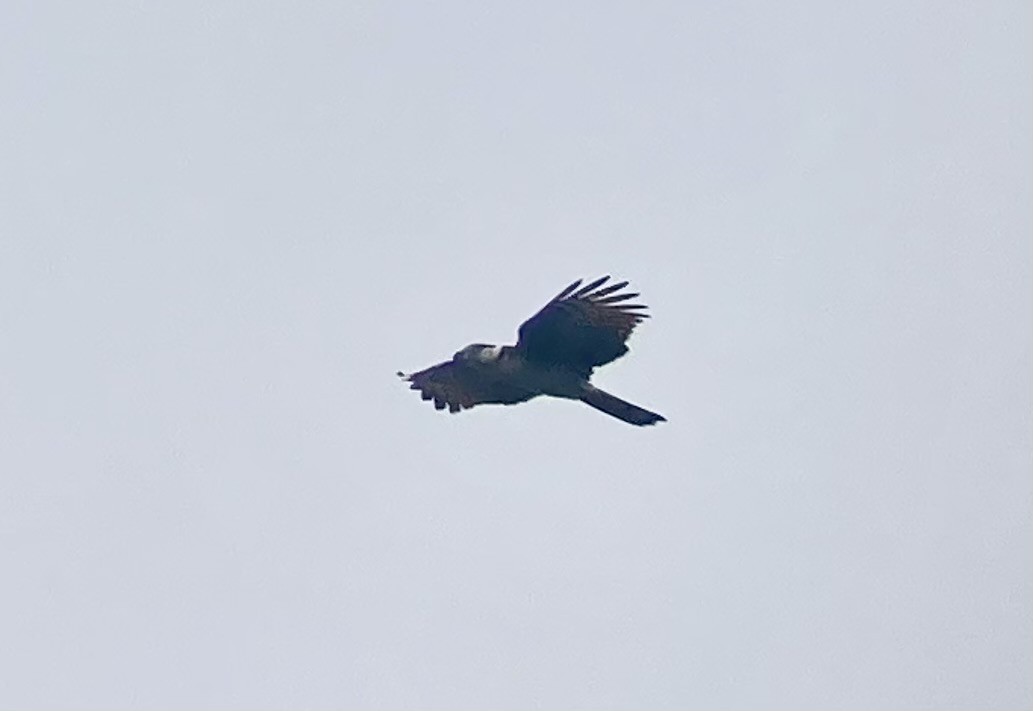 Hook-billed Kite - ML632373013
