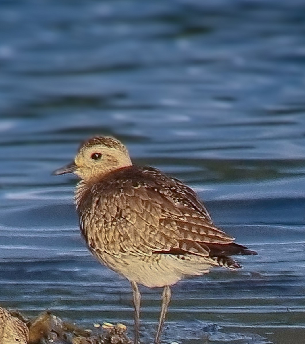 American Golden-Plover - ML632373029