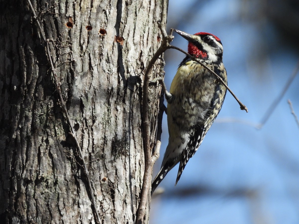 Yellow-bellied Sapsucker - ML632373129