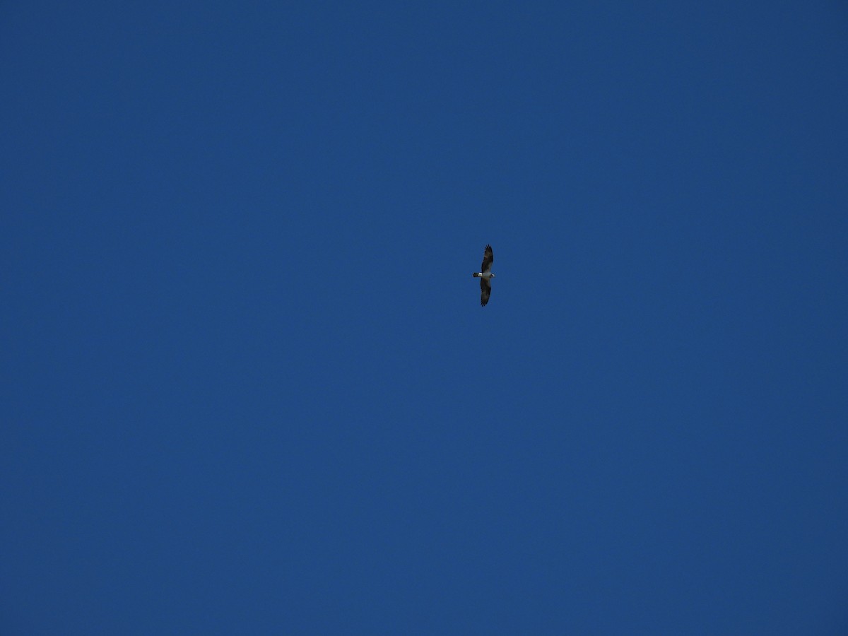 Osprey - ML632373136