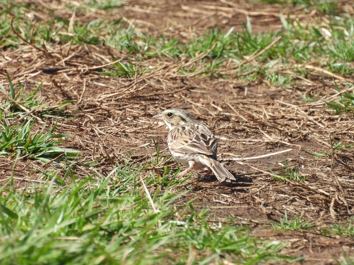 Savannah Sparrow - ML632373158