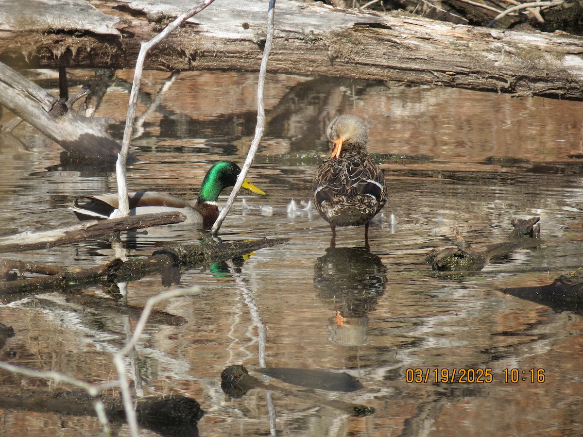 Germano reale - ML632373318