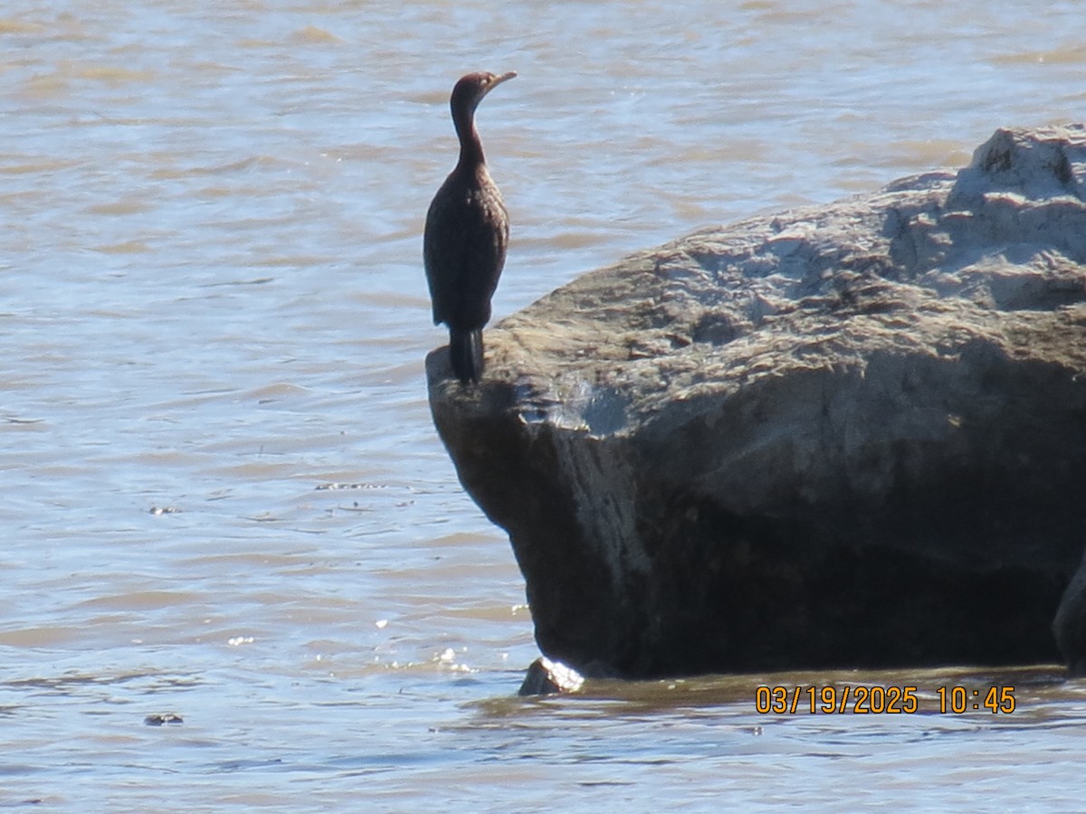 Double-crested Cormorant - ML632373352