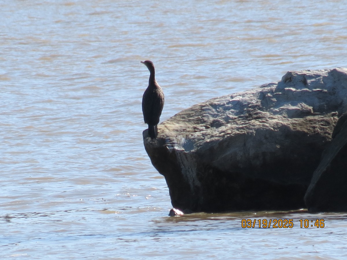 Double-crested Cormorant - ML632373353