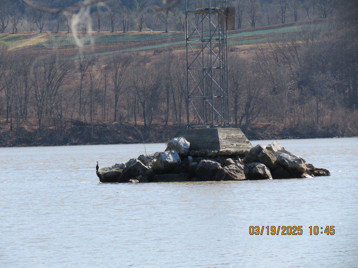Double-crested Cormorant - ML632373354