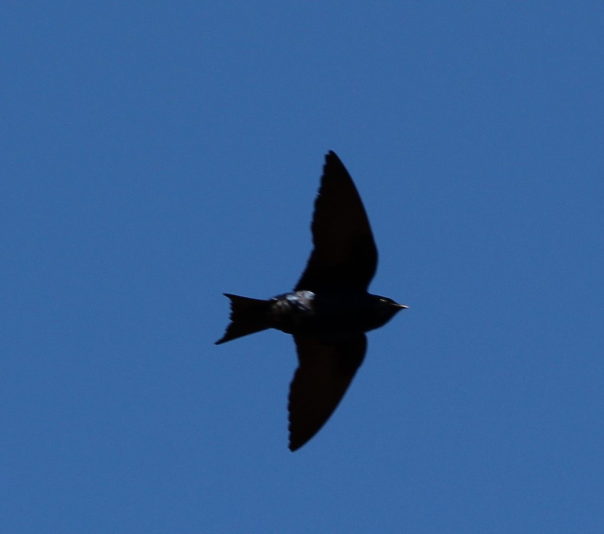 Purple Martin - ML632373364