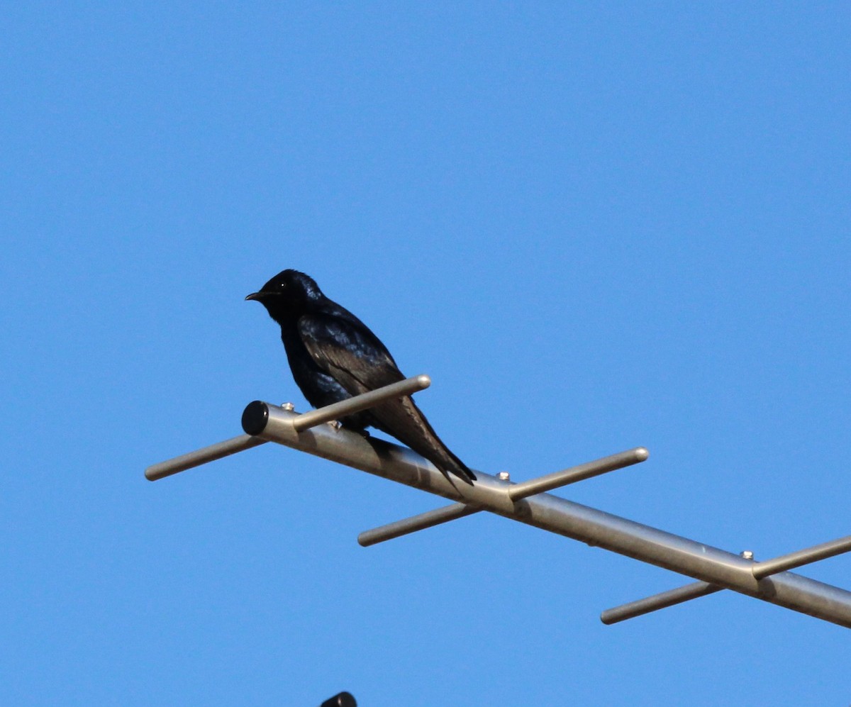 Purple Martin - ML632373365
