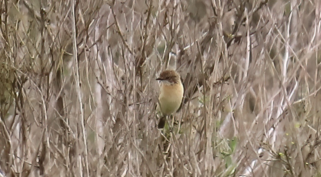 bramborníček východoasijský - ML632373533