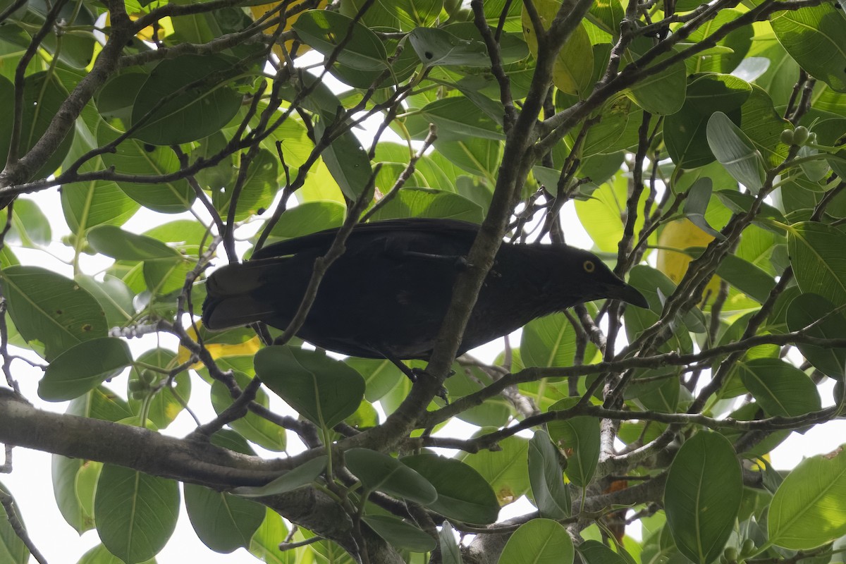 Micronesian Starling - ML632373694