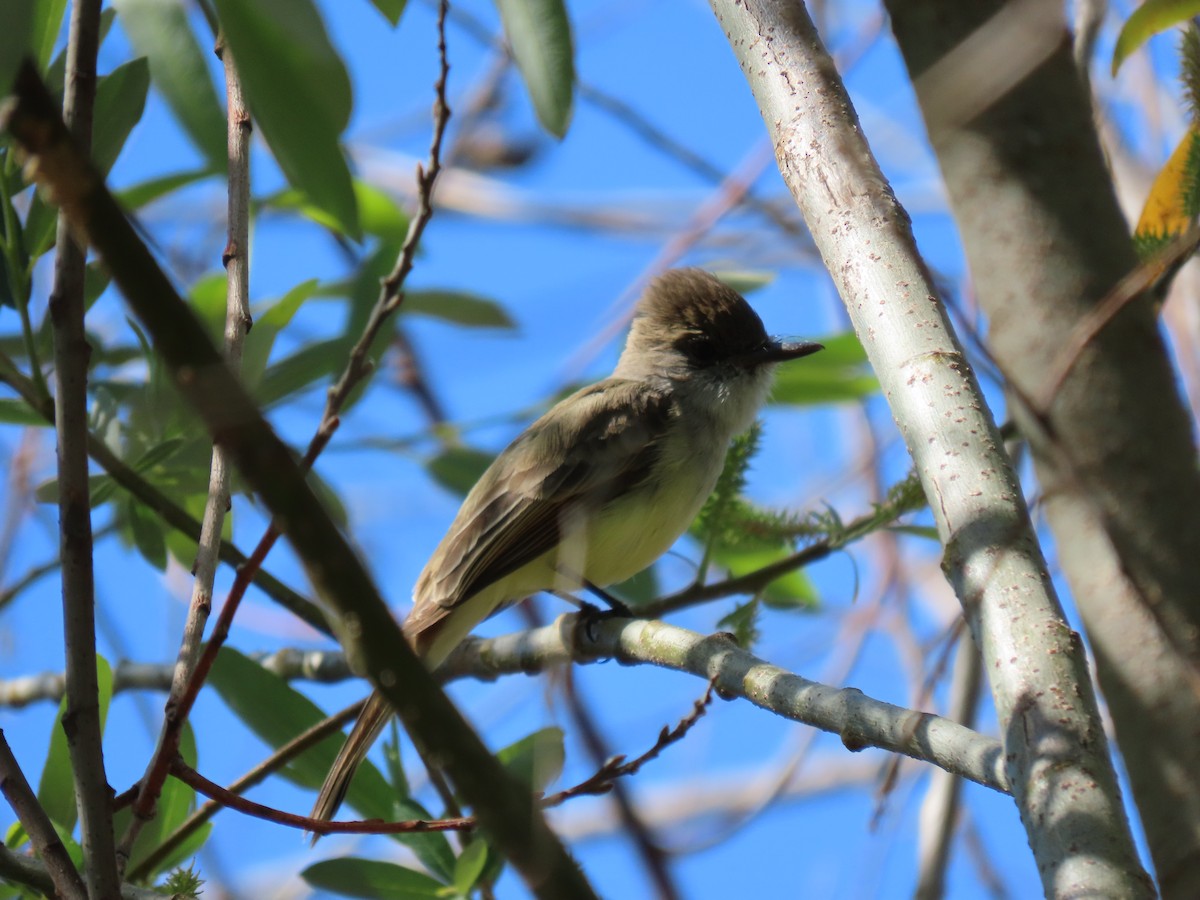 Dusky-capped Flycatcher - ML632373734