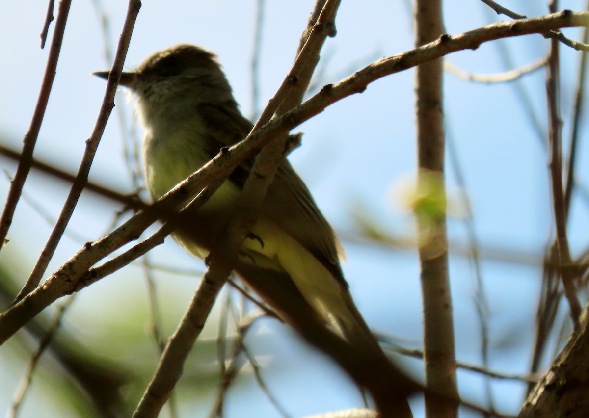 Dusky-capped Flycatcher - ML632373766