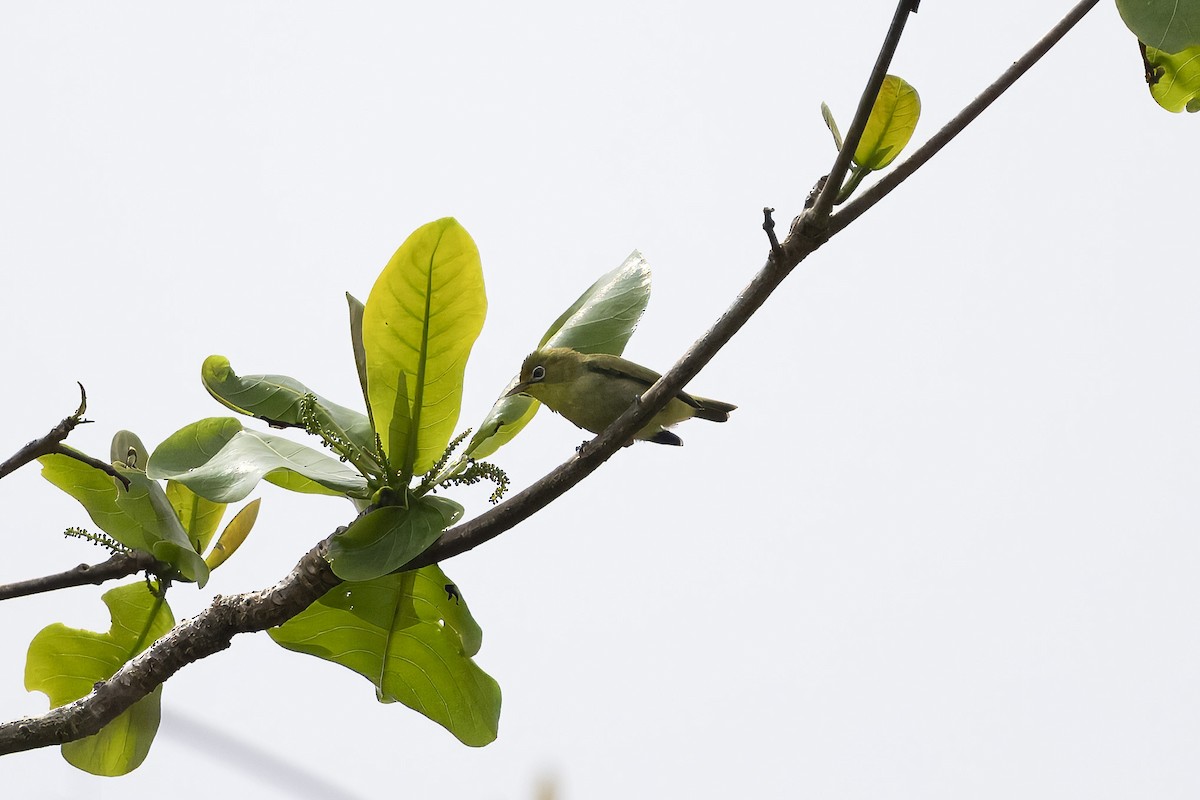 Caroline Islands White-eye - ML632373851