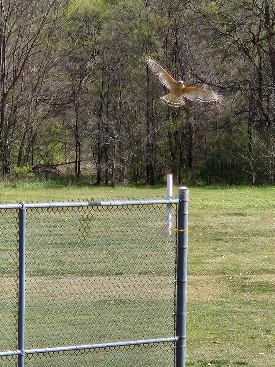Red-shouldered Hawk - ML632373933