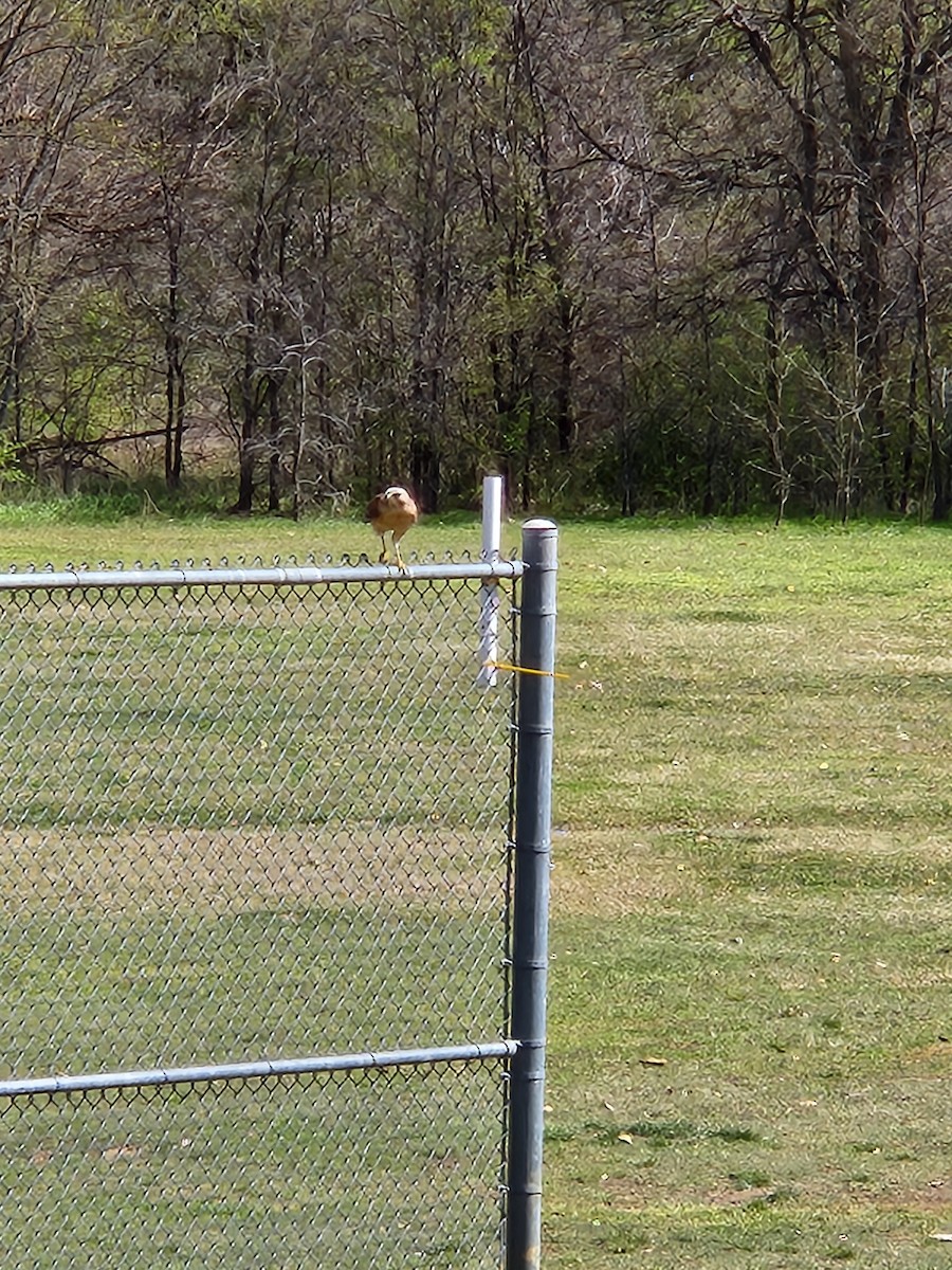 Red-shouldered Hawk - ML632373934