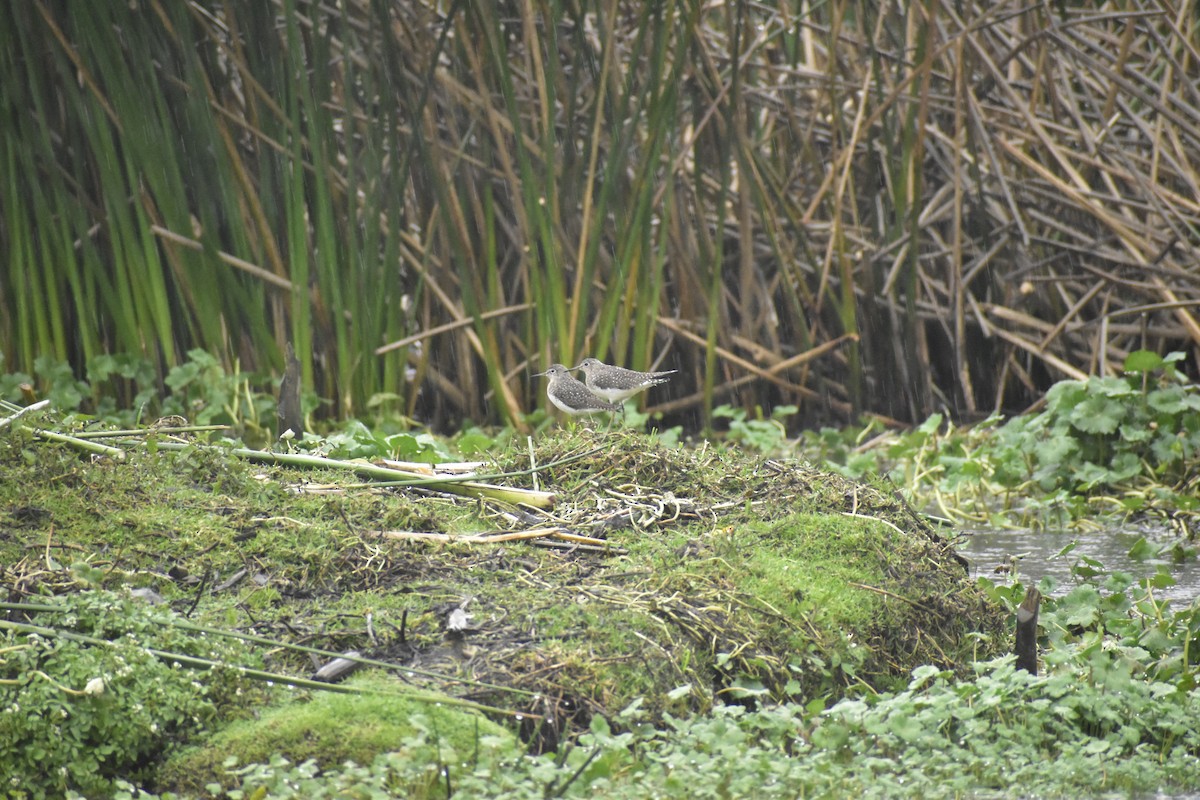 Solitary Sandpiper - Sofia Reyes