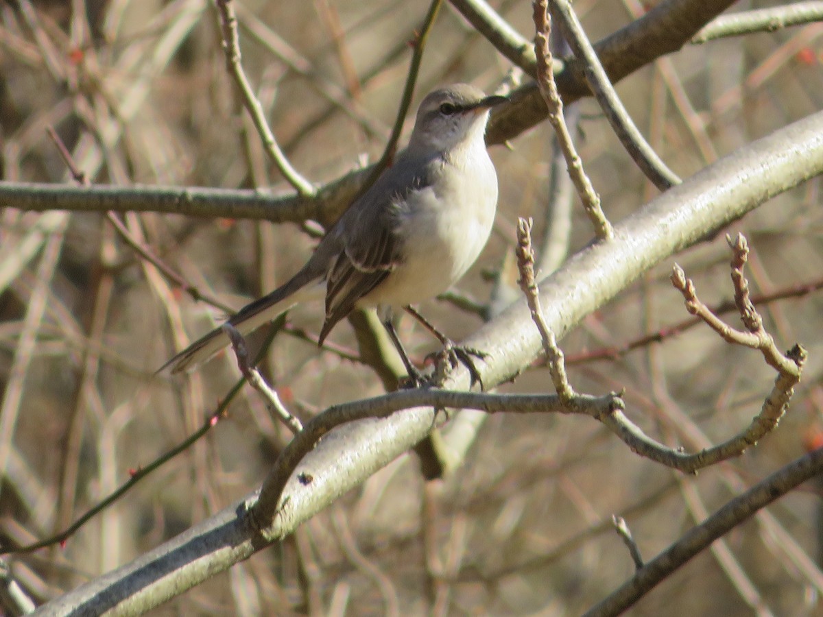 Northern Mockingbird - ML632374066