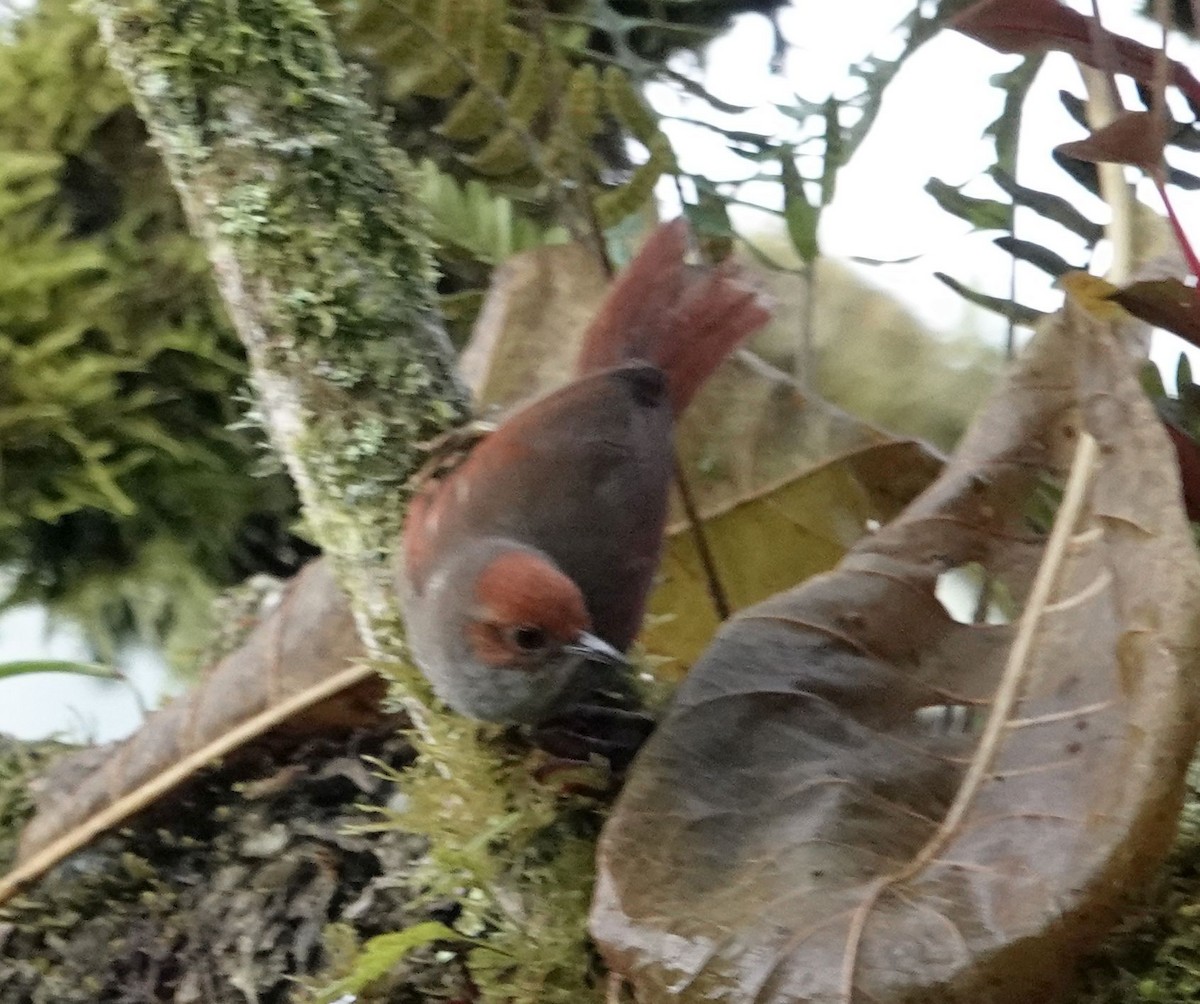 Azara's Spinetail - ML632374144