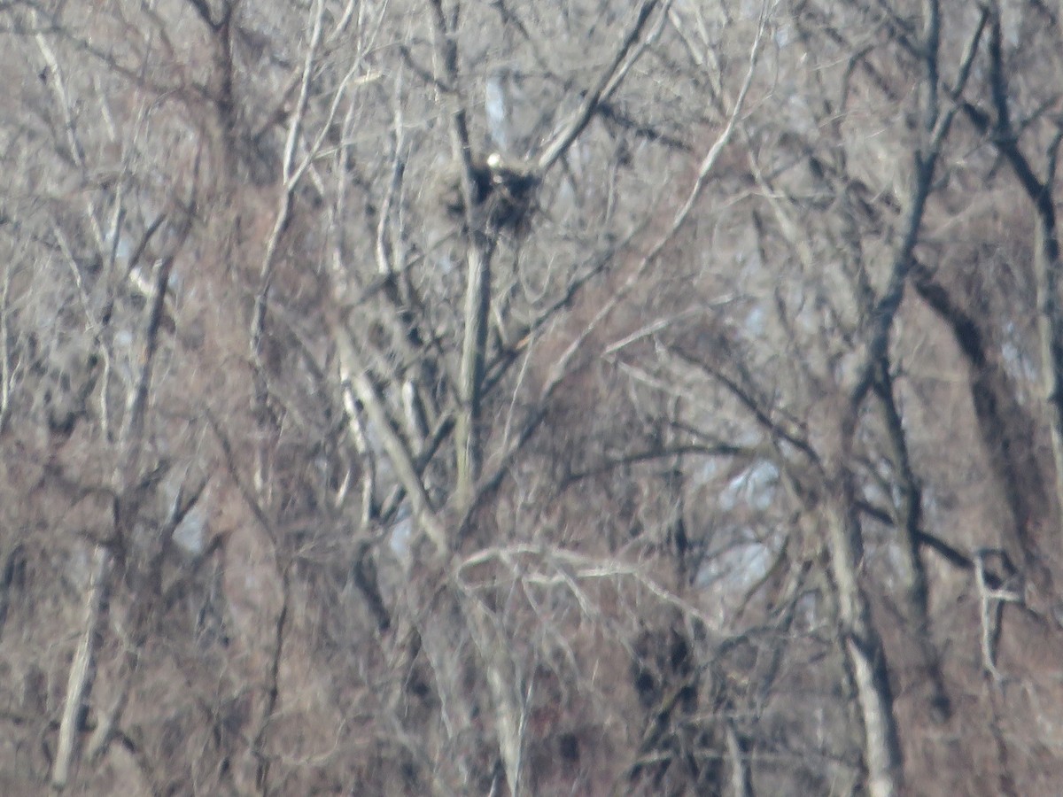 Bald Eagle - ML632374163