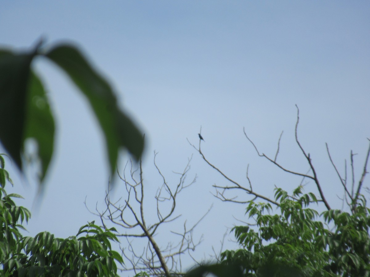Indigo Bunting - ML632374284