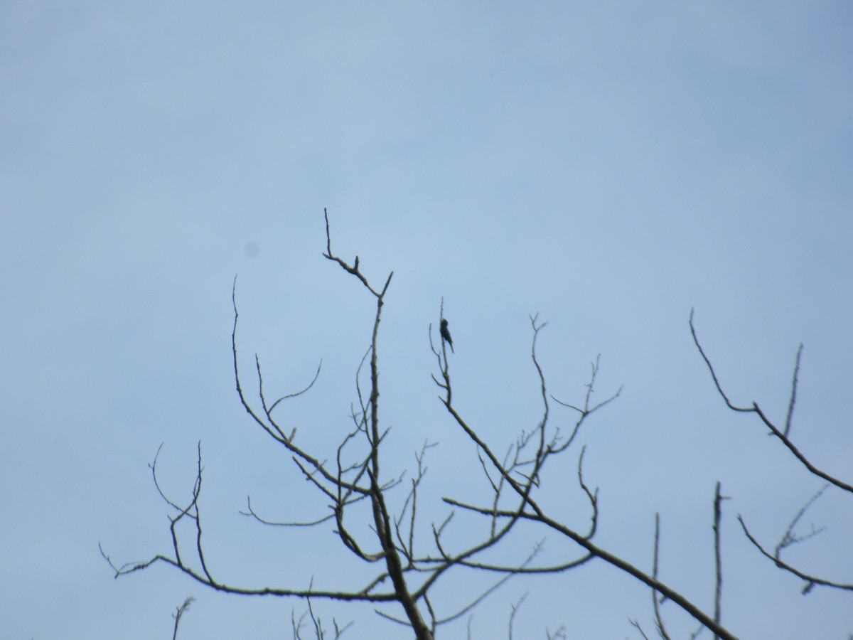 Indigo Bunting - ML632374286