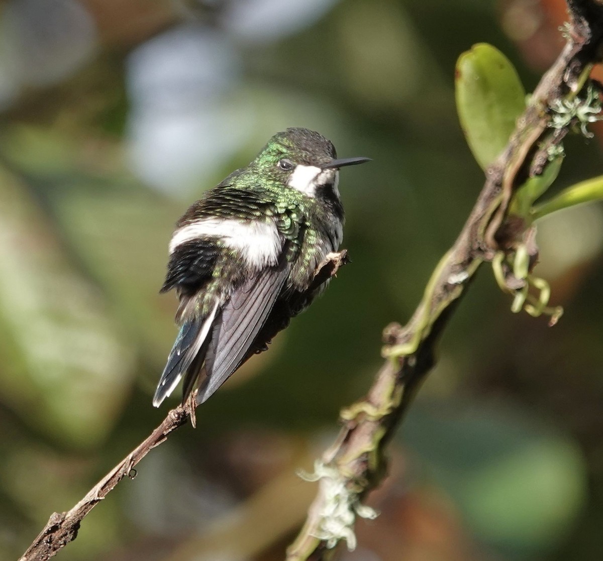 Green Thorntail - ML632374392