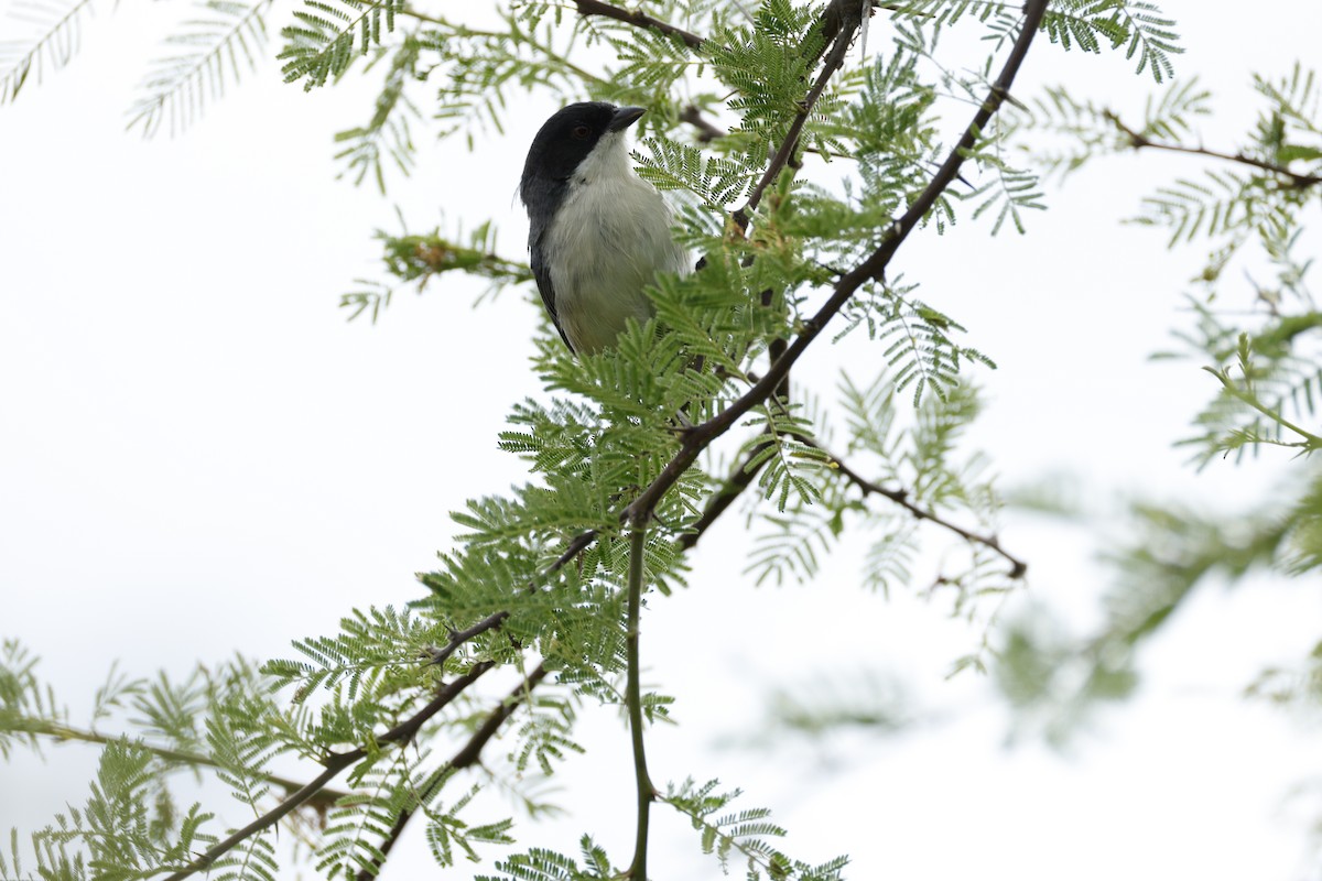 Black-capped Warbling Finch - ML632374632
