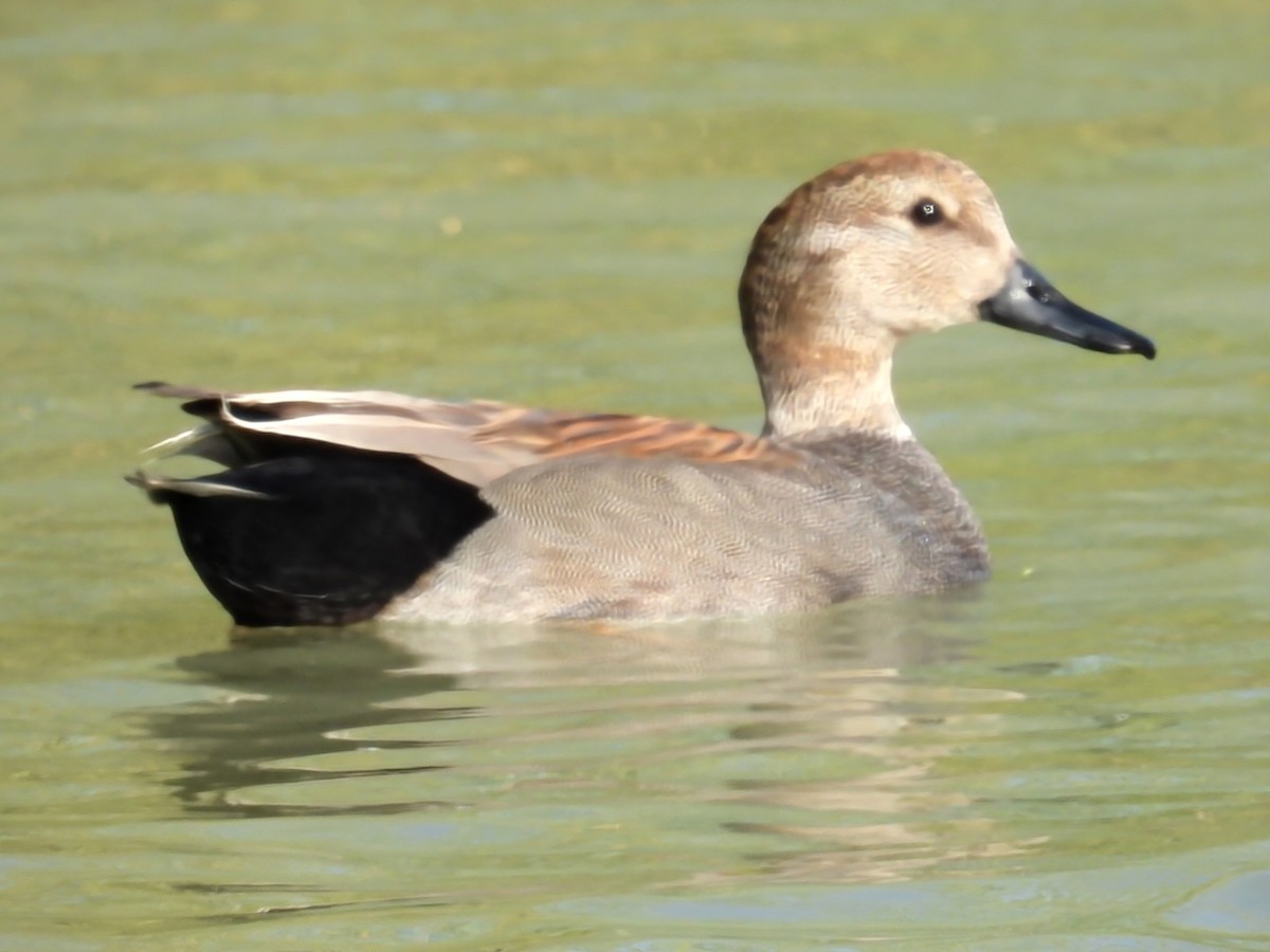 Gadwall - ML632374697